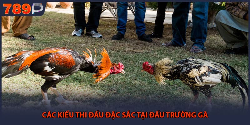 Các kiểu thi đấu đặc sắc tại đấu trường gà